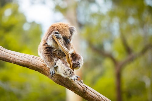 Selective Focus of Koala Seated on a Tree Branch 