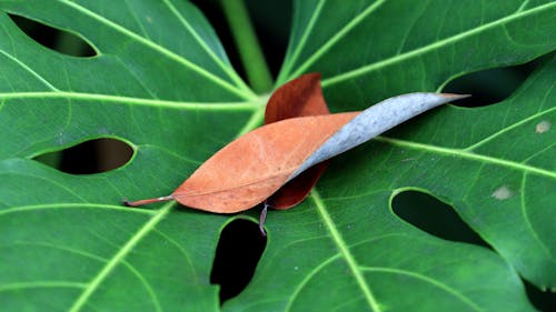 Darmowe zdjęcie z galerii z brązowe liście, fotografia roślin, suszone liście
