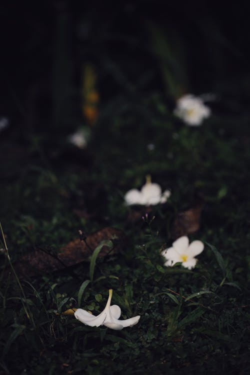 Gratis stockfoto met aarde, bloemblaadjes, depth of field