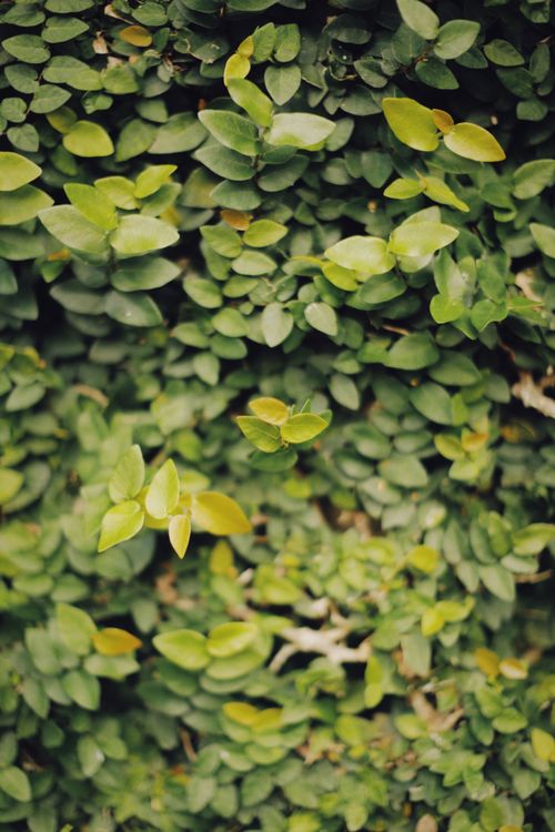 Free Close-up image of vibrant green climbing plant leaves creating a dense, textured pattern. Stock Photo