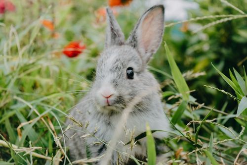 Free Cute rabbit among green grass and colorful flowers, perfect for nature lovers. Stock Photo