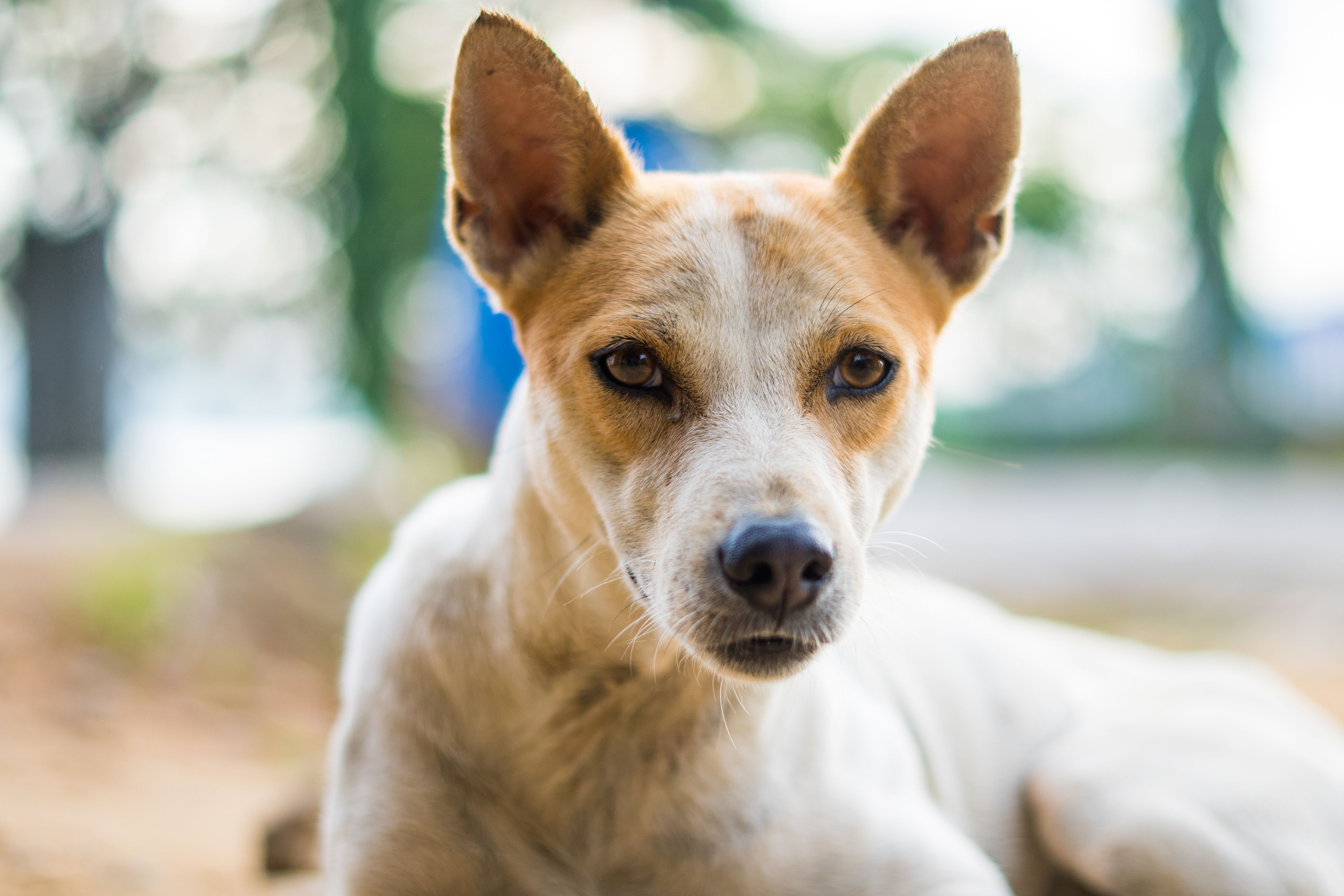 Portrait of a dog at a veterinary clinic