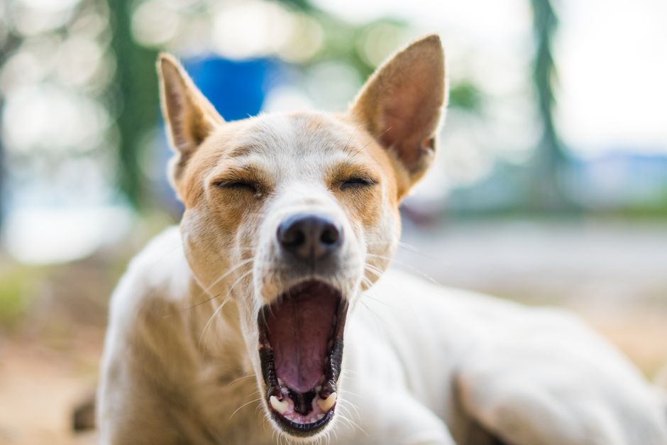 Domestic Dogs Display Contagious Yawning, Indicating Empathy Towards Human Companions