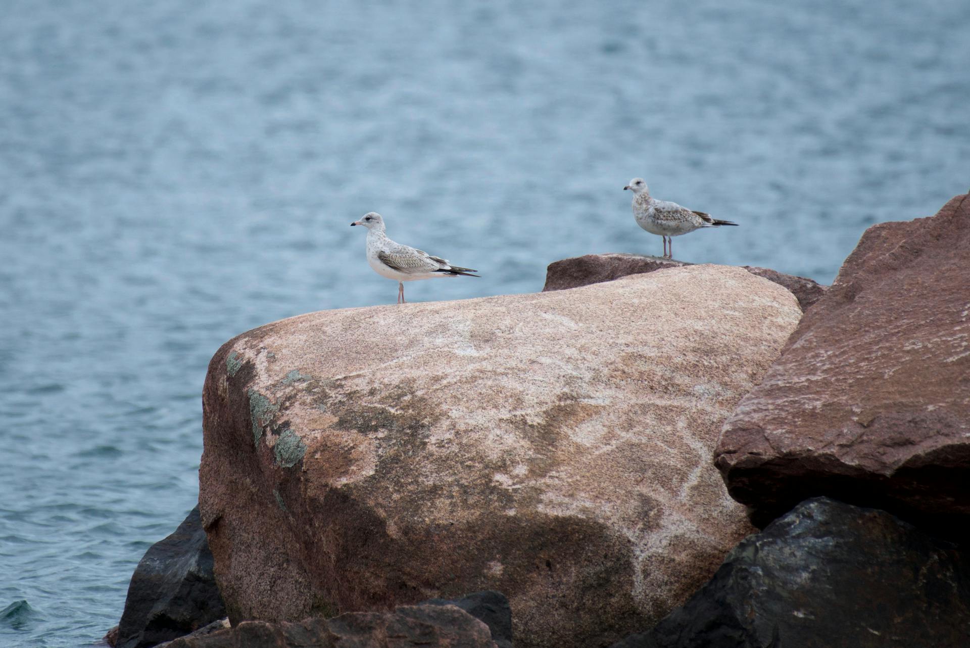 Two seagulls perched on rocks by the lake shore in Duluth, Minnesota.