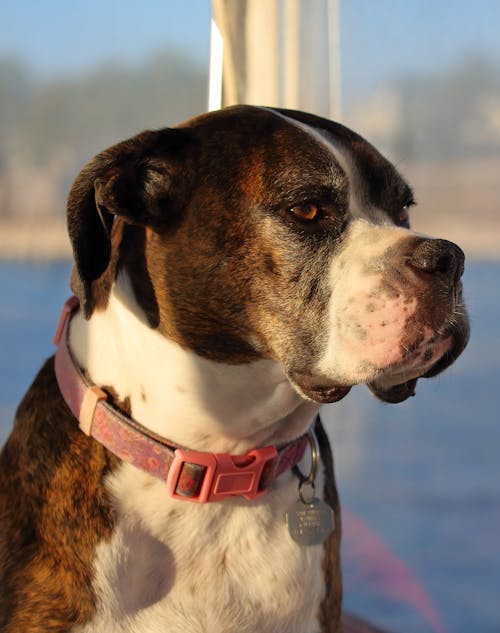 Gratis Fotos de stock gratuitas de animal domestico, boxeador, canino Foto de stock