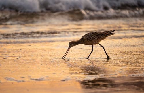 Free A marble godwit searches for food at sunset on Long Beach, CA shoreline. Stock Photo