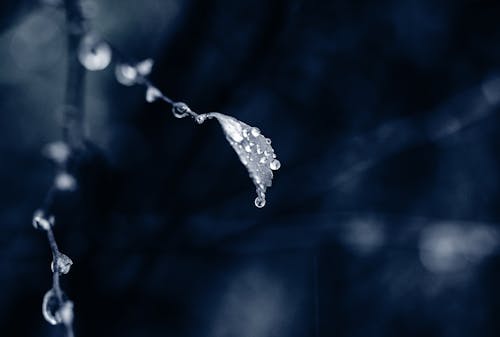 Free Photo of Water Droplet Stock Photo