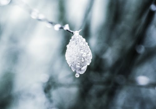 Macroscopic Photo of Leaf