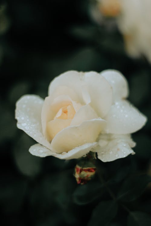 Free Selective Focus Photo of a White Rose After the Rain Stock Photo