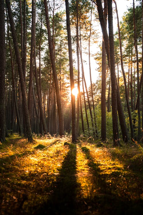 Foto profissional grátis de árvores, campo de grama, cenário