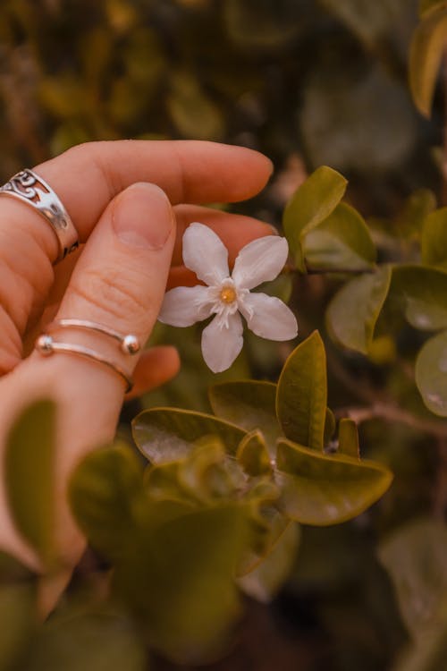 Close Up Photo of Hand and a White Flower