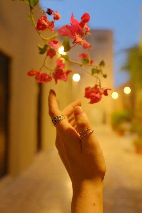 Woman Hand Touching Flower