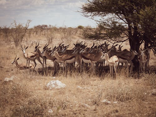 Gratis lagerfoto af antiloper, dyrefotografering, dyreliv