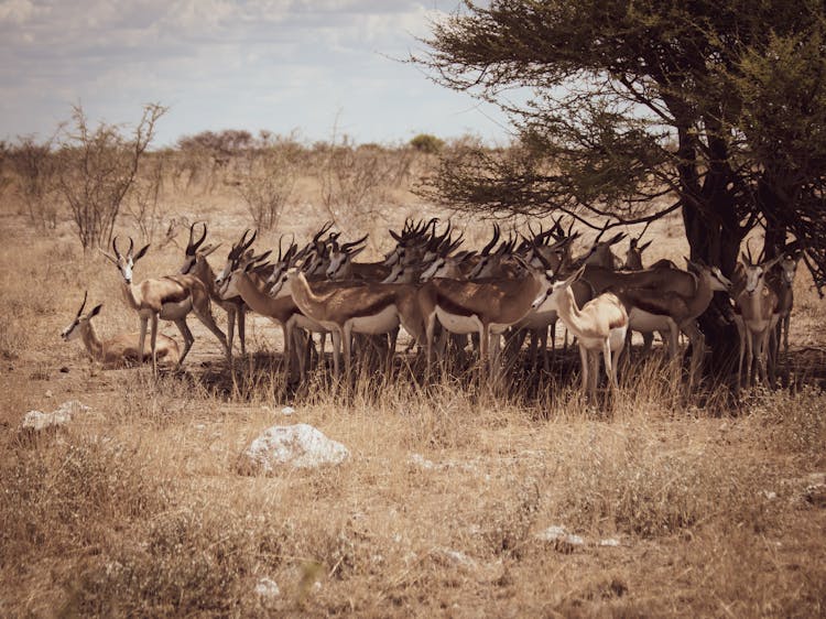 Herd Springbok On Grassland