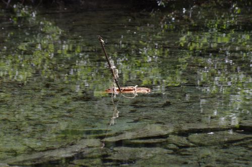 Free stock photo of nature Stock Photo