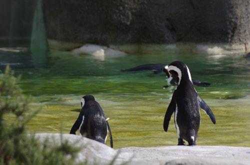 Free stock photo of nature, penguins Stock Photo