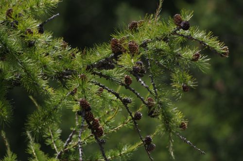 Free stock photo of nature Stock Photo