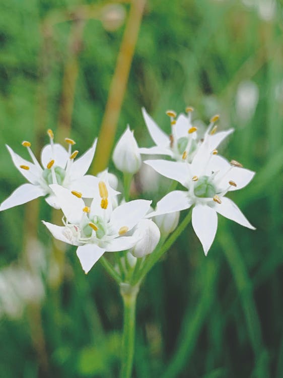 Kostenloses Stock Foto zu grün, schöne blumen, schönheit in der natur