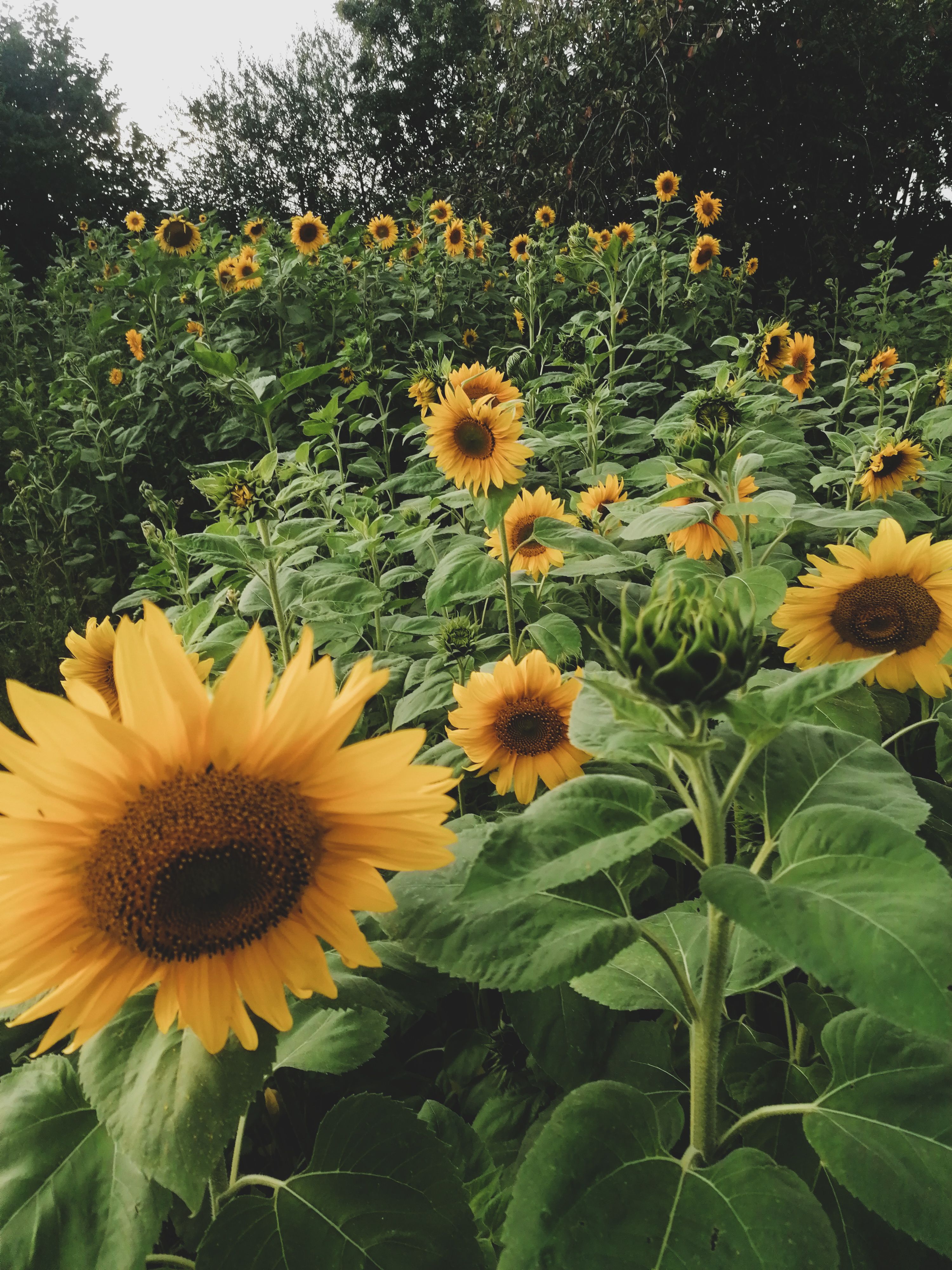 Photo of a Sunflower Field · Free Stock Photo