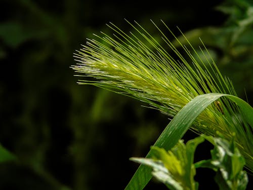 Foto d'estoc gratuïta de planta silvestre