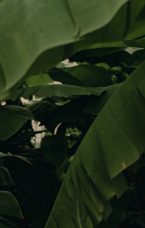 Narrow way between huge verdant plants and leaves of tropical plants growing in garden against blurred background