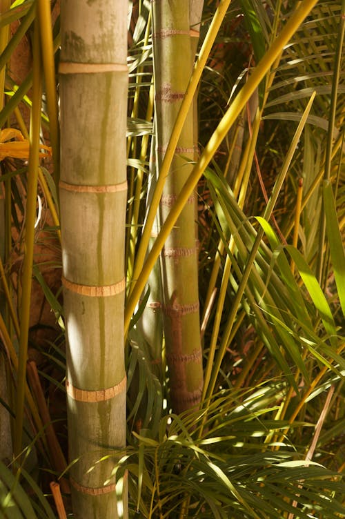 Bamboo Sticks on Green Grass