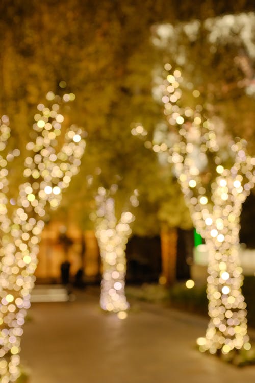 Gratis stockfoto met belicht, bokeh, bomen