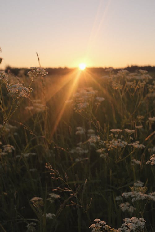 Free A Field of Flowers during the Golden Hour Stock Photo