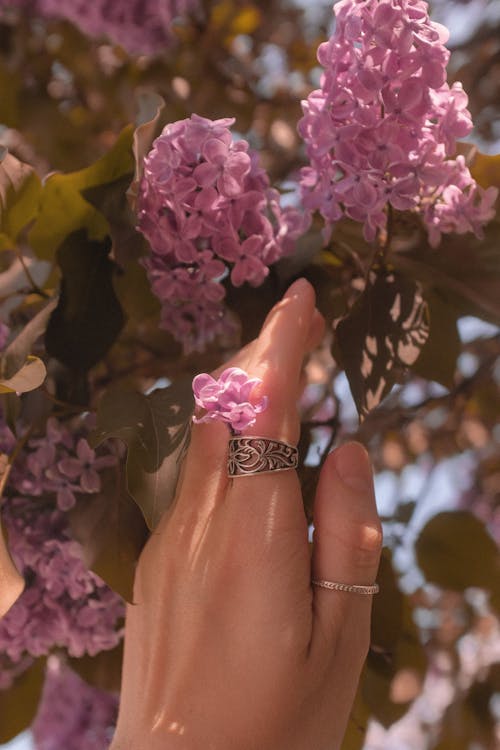 Ilmainen kuvapankkikuva tunnisteilla käsi, kukkiva kasvi, pinkit kukat