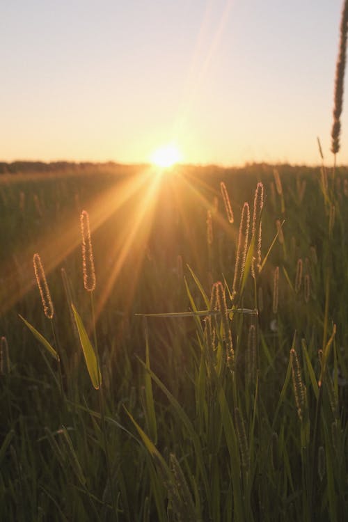 Photo of a Field at Sunset 