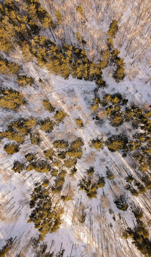 De franc Foto d'estoc gratuïta de bosc, boscos, cobert de neu Foto d'estoc