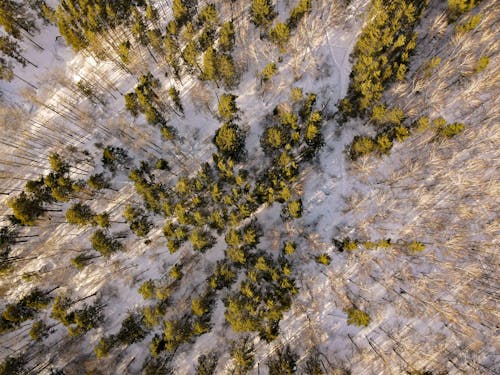 Aerial Footage of Trees