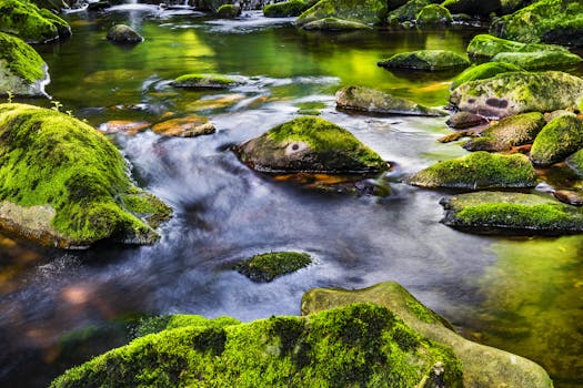 宁静的溪流中，郁郁葱葱的绿色苔藓覆盖着岩石，溪水柔和地流动