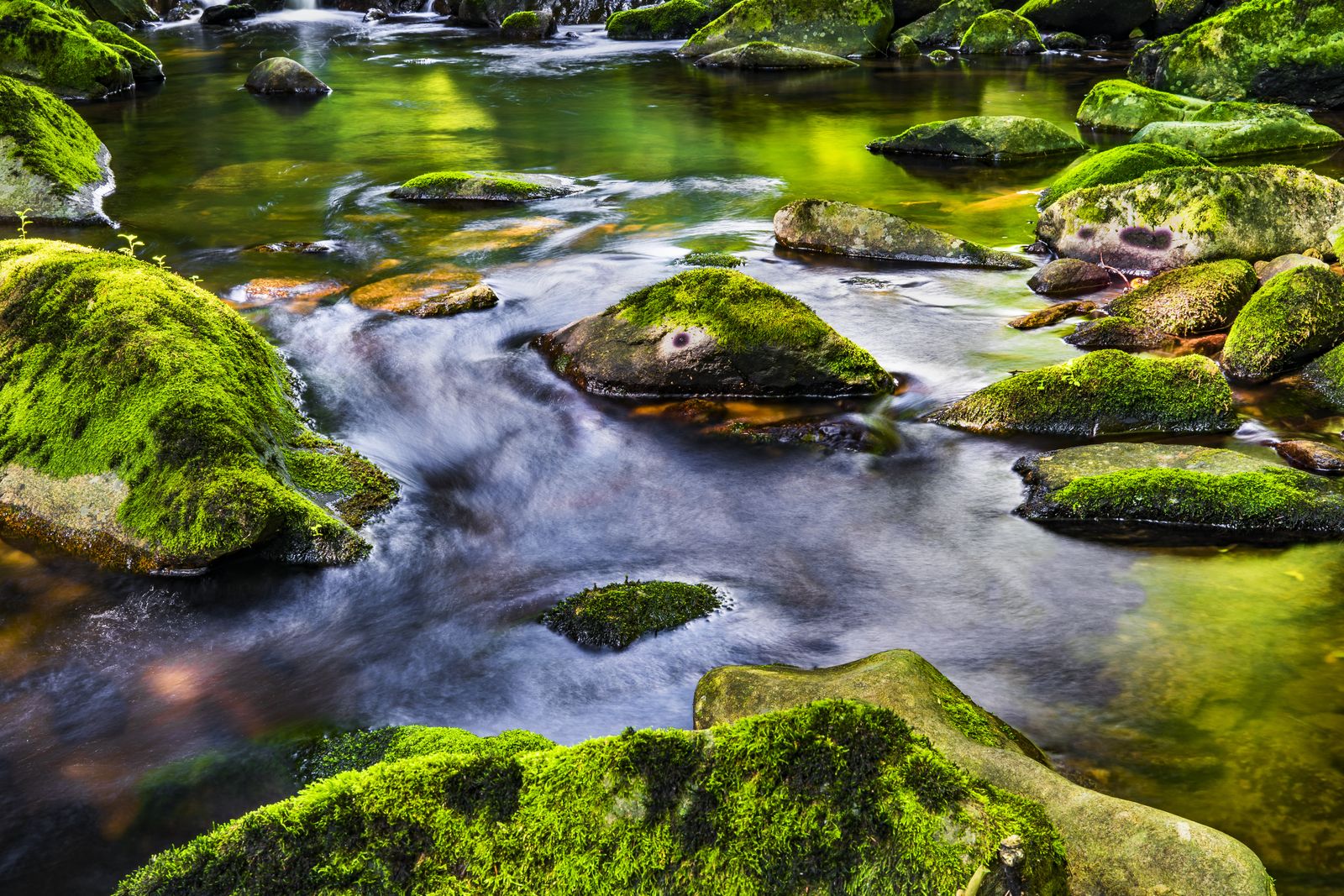 Landscape Photography of River in Forest · Free Stock Photo