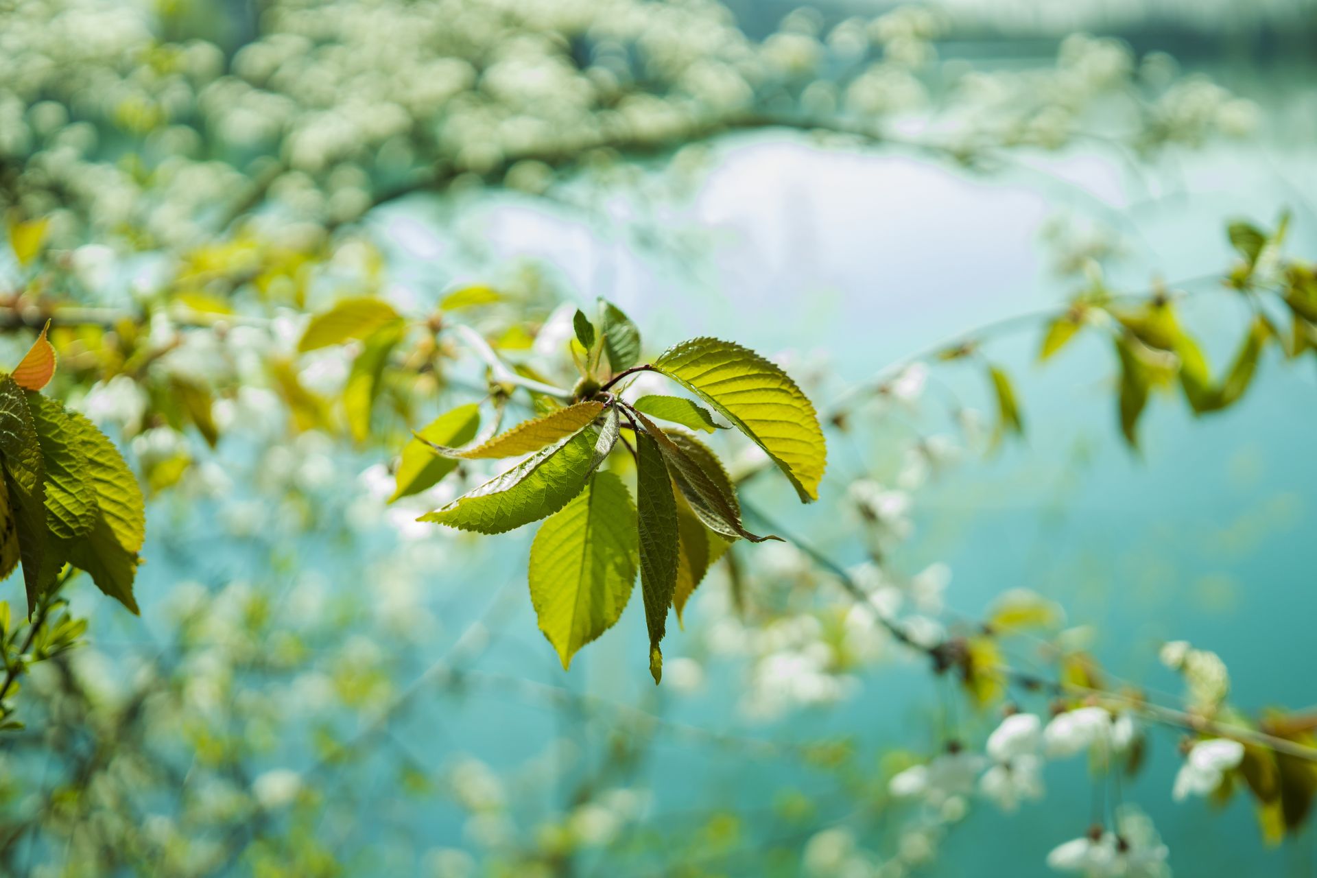 Cherry Blossom Tree Near Lake in Close Up Photography
