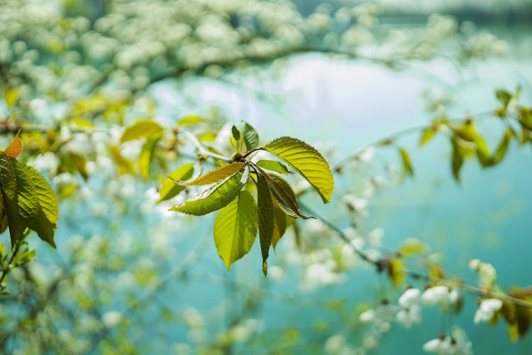 Cherry Blossom Tree Near Lake In Close Up Photography