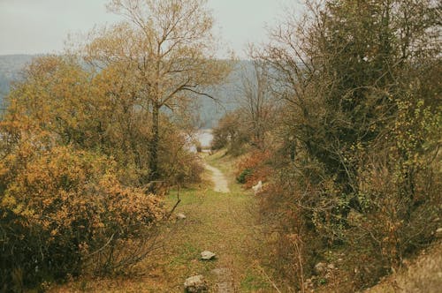 Immagine gratuita di alberi caduti, ambiance, atmosfera de outono