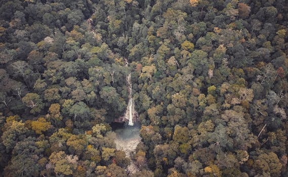 从上方探索茂密森林的宁静之美，瀑布隐藏于生机勃勃的树叶之中