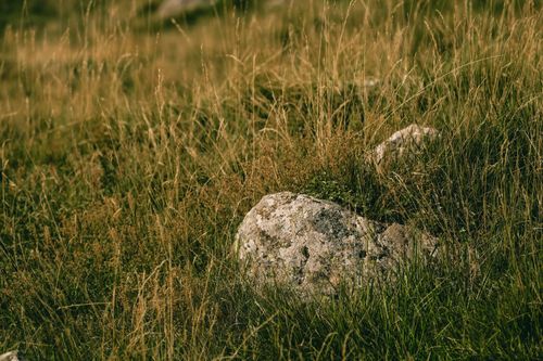 Free A detailed close-up of a rock resting in a field, surrounded by tall green grass. Stock Photo