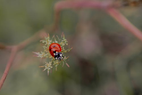 Red Ladybug on Brown Plant Stem 
