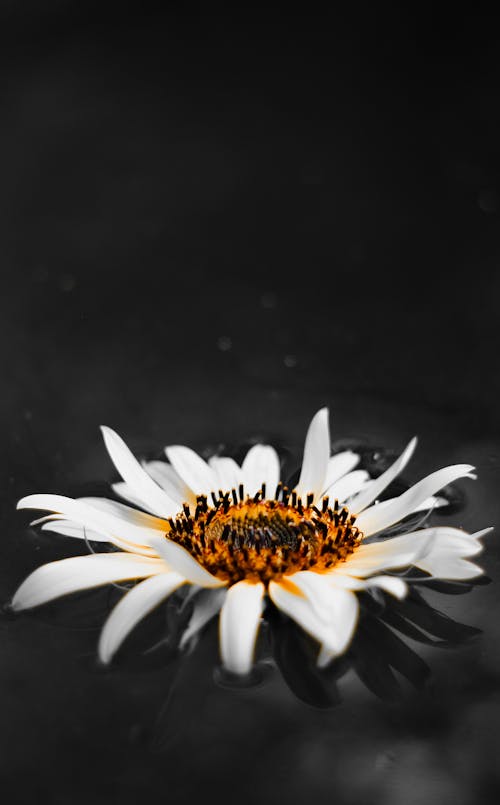 Základová fotografie zdarma na téma bílá květina, černé pozadí, detail