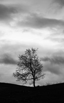 A solitary tree in silhouette against a dramatic cloudy sky, creating a moody and artistic scene.