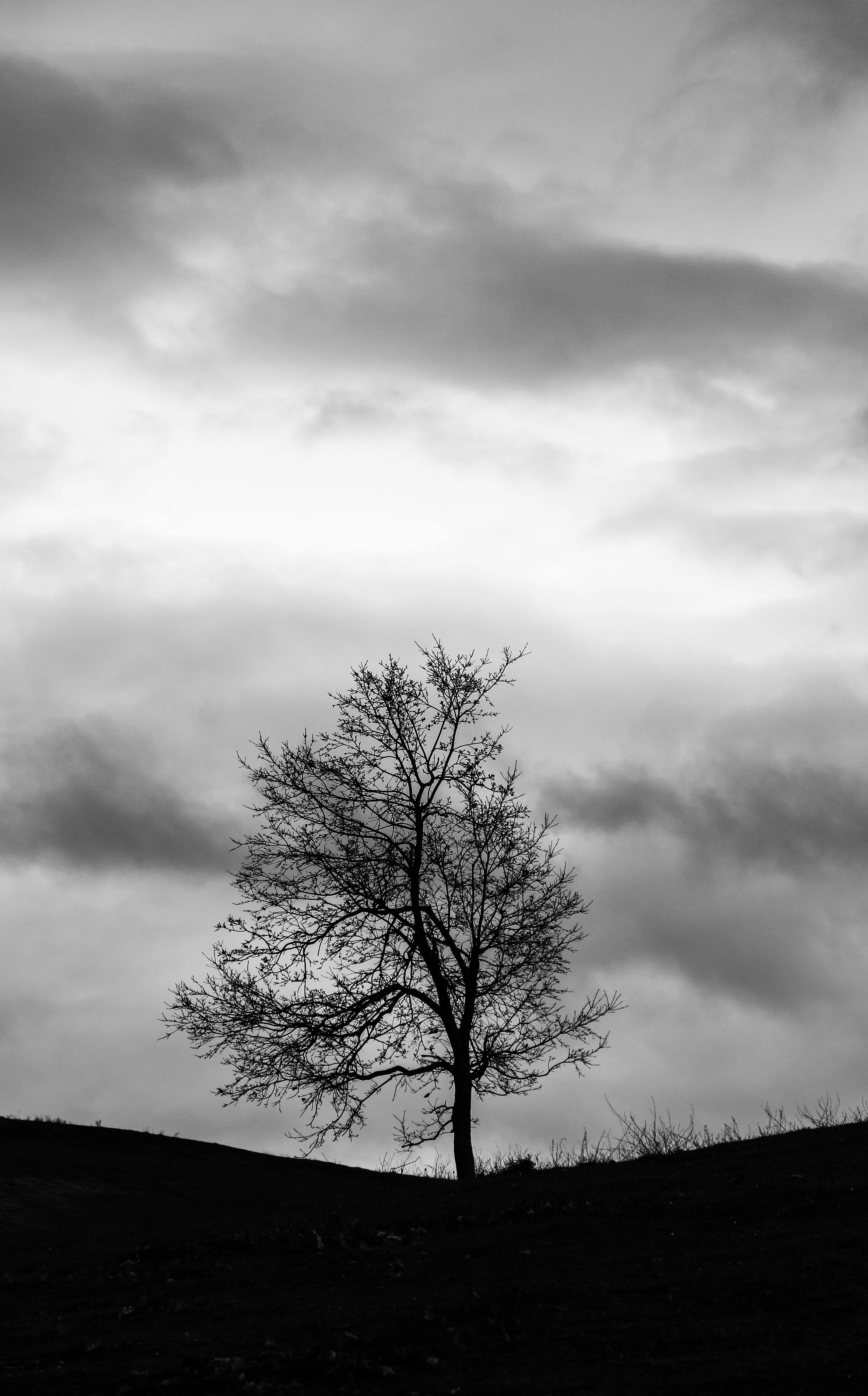 Monochrome Photo of Bare Tree · Free Stock Photo