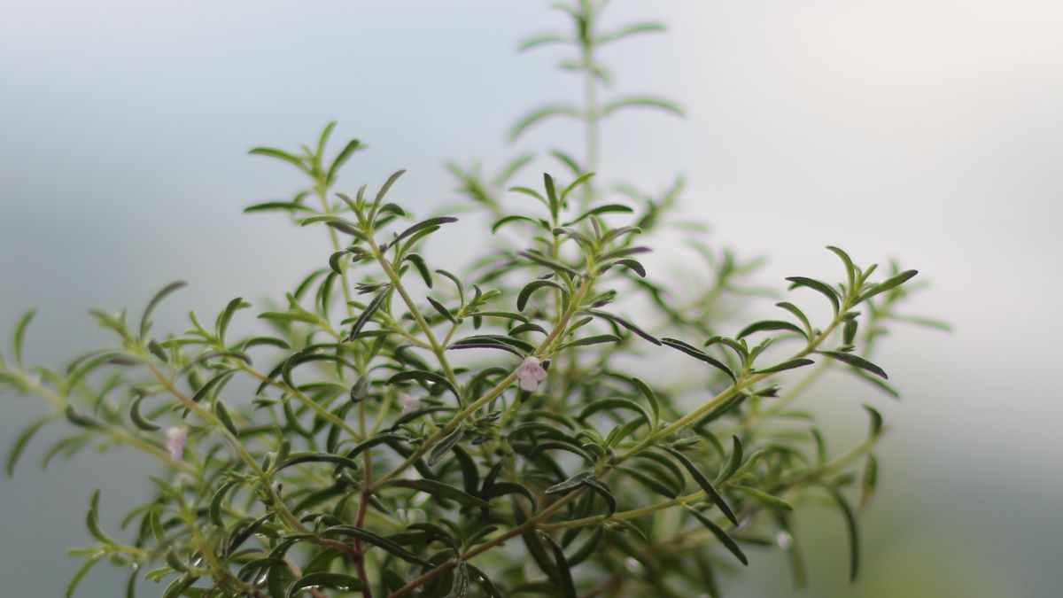 Créer un jardin de plantes aromatiques résistant à la sécheresse à Angers
