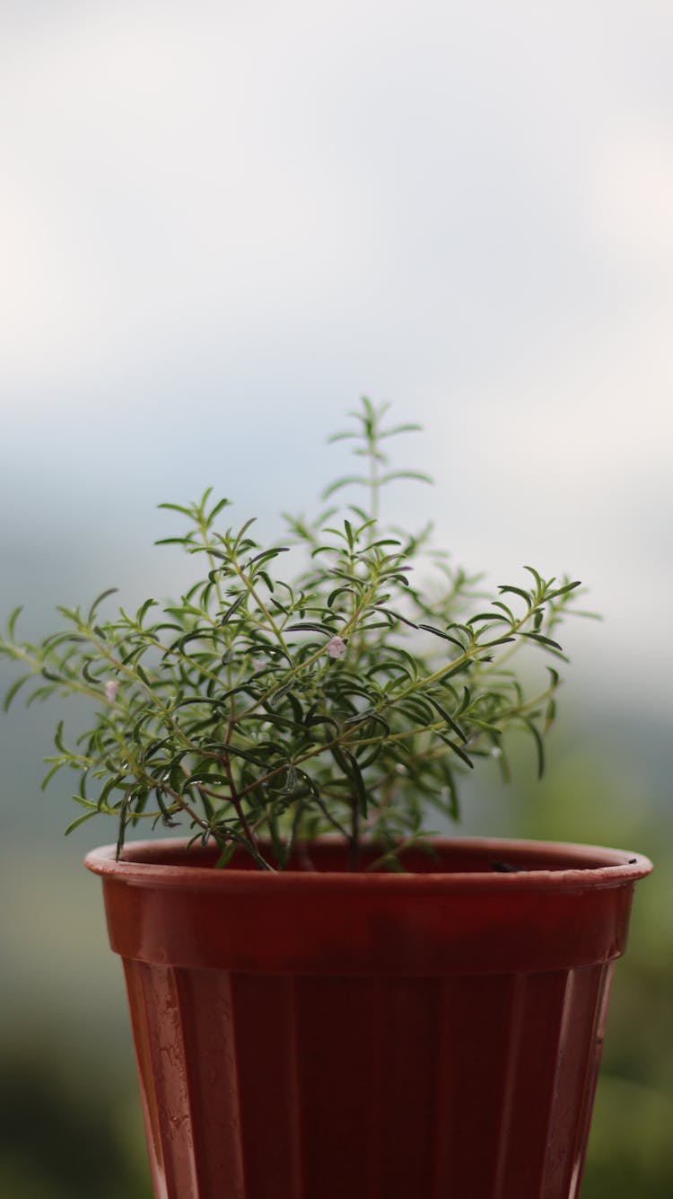 Green Rosemary Plant On Brown Pot