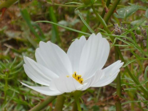 Free stock photo of belle, blanche, fleur Stock Photo