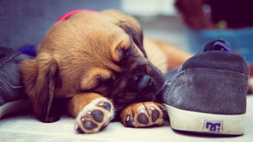 睡在灰色dc滑板鞋旁边的短涂层棕色小狗