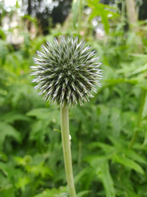 Free stock photo of beautiful nature, beauty in nature, decorative plants Stock Photo