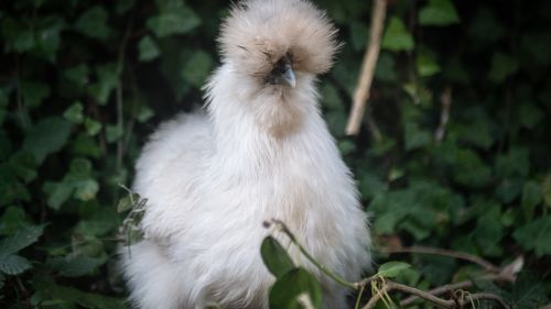 Free stock photo of chicken, chickens, feathered animal Stock Photo