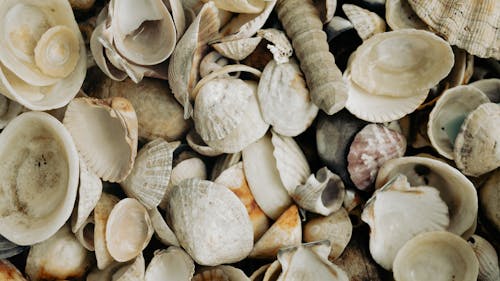 Close-up Photography of White Shells · Free Stock Photo